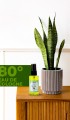 Olıve Kolonya 50 Ml
