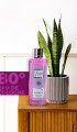 Remember Me Kolonya 250 Ml