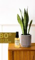 Tobacco Kolonya 50 ml